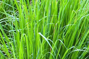 檸檬草精油怎么用？檸檬草精油使用禁忌