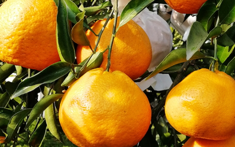 丑橘和橙子的區(qū)別 丑橘和橙子哪個(gè)好吃 丑橘和橙子的區(qū)別 丑橘和橙子哪個(gè)好吃