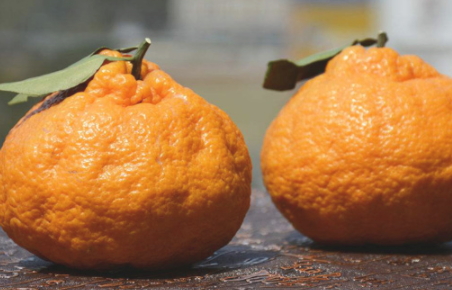 丑橘上火嗎？丑橘是上火還是下火