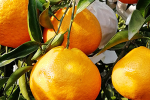 寶寶可以吃丑橘嗎？孩子多大可以吃丑橘