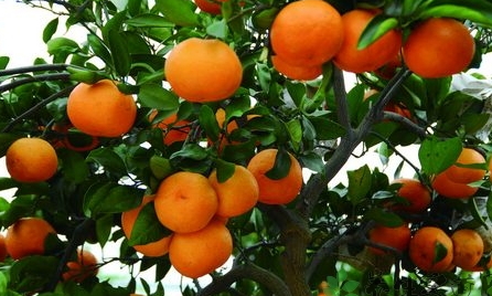 椪柑上火嗎？椪柑上火還是下火