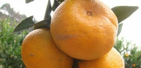 椪柑上火嗎？椪柑上火還是下火