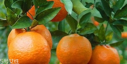 椪柑多少錢一斤？椪柑市場行情