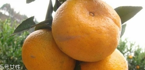 椪柑多少錢一斤？椪柑市場行情