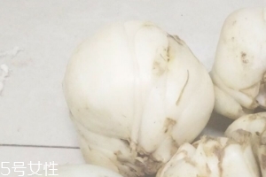 新鮮百合能種嗎？新鮮百合好種植嗎？