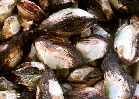 毛蚶怎么清理 毛蚶怎么洗才干凈 毛蚶怎么清理 毛蚶怎么洗才干凈