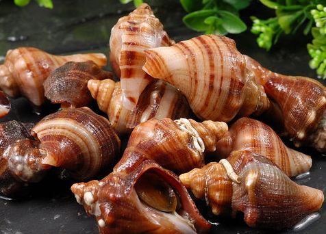 海螺哪個部位不能吃 海螺不能吃的部位圖解 海螺哪個部位不能吃 海螺不能吃的部位圖解