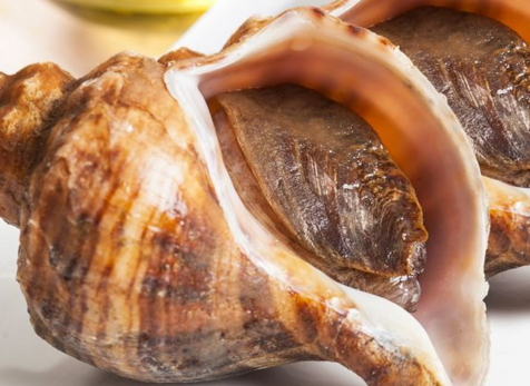 海螺哪個部位不能吃 海螺不能吃的部位圖解 海螺哪個部位不能吃 海螺不能吃的部位圖解