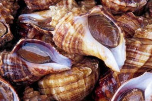 海螺哪個部位不能吃 海螺不能吃的部位圖解 海螺哪個部位不能吃 海螺不能吃的部位圖解