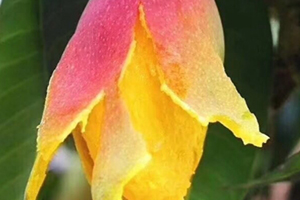 七彩芒多少錢一斤？七彩芒的功效與作用