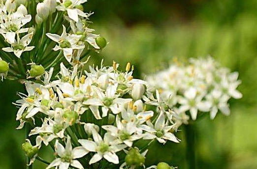 韭菜花多少錢一斤？韭菜花市場行情