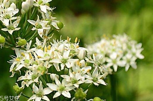 韭菜花和韭菜籽哪個(gè)好？韭菜花和韭菜籽的不同