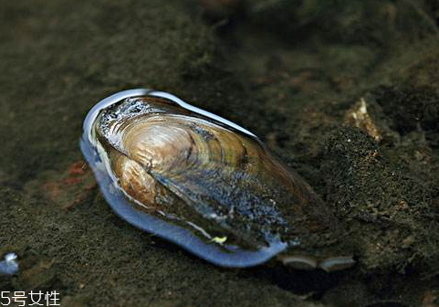 河蚌里面的黑包能吃嗎 河蚌里面的黑包是什么 河蚌里面的黑包能吃嗎 河蚌里面的黑包是什么