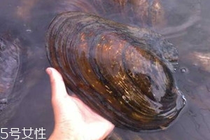 河蚌里面的黑包能吃嗎 河蚌里面的黑包是什么 河蚌里面的黑包能吃嗎 河蚌里面的黑包是什么