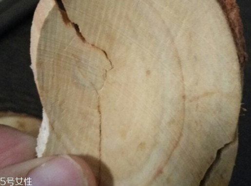 東革阿里是中藥嗎？東革阿里是什么？