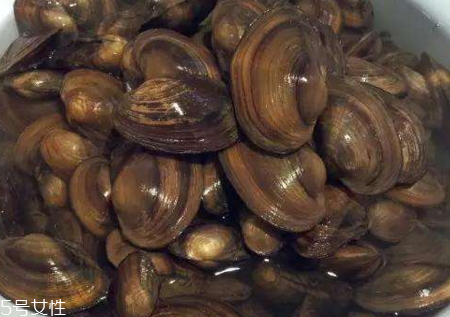 河蚌死了能吃嗎 河蚌怎么分辨活與死 河蚌死了能吃嗎 河蚌怎么分辨活與死