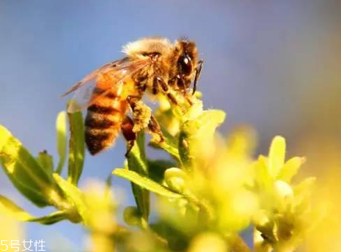 巴西綠蜂膠價格 巴西綠蜂膠貴不貴？