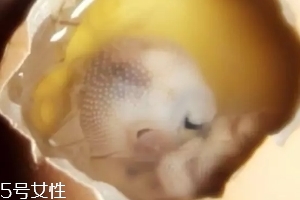 雞仔胎怎么煮？雞仔胎這樣做更美味