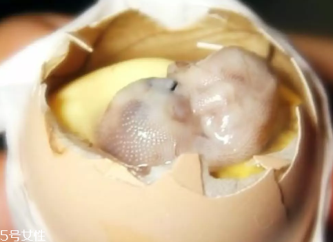 雞仔胎怎么煮？雞仔胎這樣做更美味