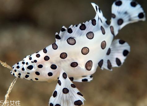 老鼠斑和老虎斑哪個(gè)貴 石斑魚(yú)和老虎斑怎么區(qū)分