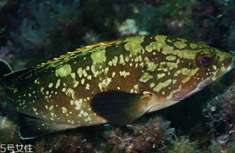 老鼠斑和老虎斑哪個(gè)貴 石斑魚(yú)和老虎斑怎么區(qū)分