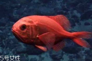 長壽魚好吃嗎 吃長壽魚的好處 長壽魚好吃嗎 吃長壽魚的好處