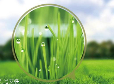 大麥若葉青汁是什么做的？