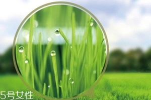 大麥若葉青汁會過敏嗎？