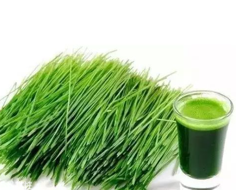 大麥若葉青汁孕婦可以喝嗎？