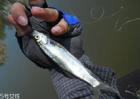 白條魚(yú)多少錢(qián)一斤 白條魚(yú)的選購(gòu)技巧 白條魚(yú)多少錢(qián)一斤 白條魚(yú)的選購(gòu)技巧