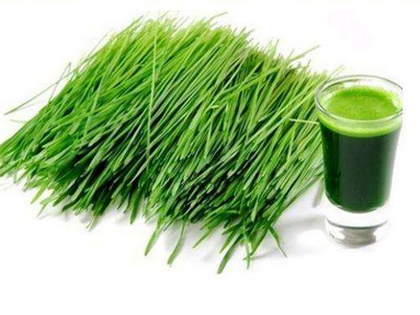 大麥若葉青汁小孩可以喝嗎？