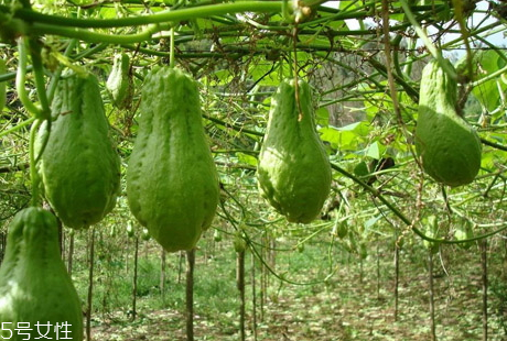 佛手瓜什么時(shí)候上市 佛手瓜什么季節(jié)成熟 佛手瓜什么時(shí)候上市 佛手瓜什么季節(jié)成熟