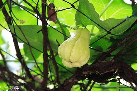 佛手瓜不能和什么一起吃 佛手瓜宜忌禁忌 佛手瓜不能和什么一起吃 佛手瓜宜忌禁忌