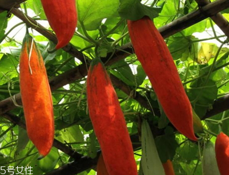 老鼠瓜能吃嗎 老鼠瓜怎么吃最有營養(yǎng) 老鼠瓜能吃嗎 老鼠瓜怎么吃最有營養(yǎng)