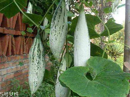 老鼠瓜能吃嗎 老鼠瓜怎么吃最有營養(yǎng) 老鼠瓜能吃嗎 老鼠瓜怎么吃最有營養(yǎng)