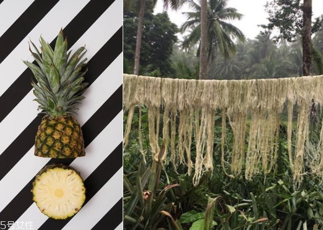 鳳梨衣服什么牌子 用鳳梨來做皮革 鳳梨衣服什么牌子 用鳳梨來做皮革