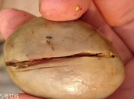 鴨寶怎么保存 鴨寶的藥用價(jià)值 