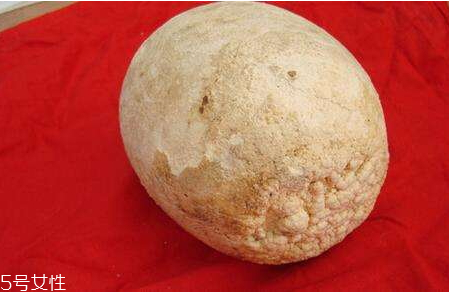 鴨寶怎么保存 鴨寶的藥用價(jià)值 