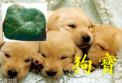 狗寶是什么多少錢一克 2018狗寶多少錢一克 狗寶是什么多少錢一克 2018狗寶多少錢一克