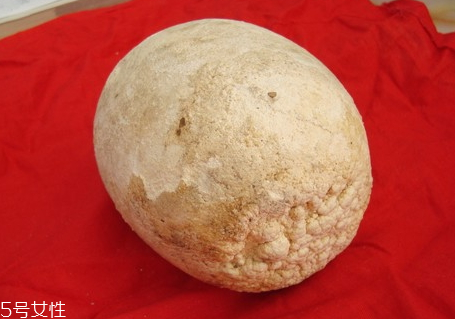 狗寶是什么多少錢一克 2018狗寶多少錢一克 狗寶是什么多少錢一克 2018狗寶多少錢一克