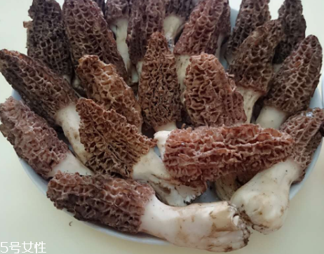 羊肚菌是什么東西？羊肚菌能吃嗎？