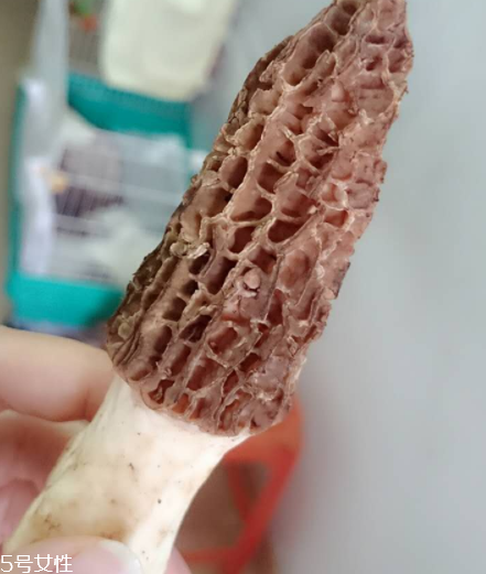 羊肚菌是什么東西？羊肚菌能吃嗎？