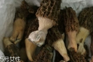羊肚菌是怎么長出來的？