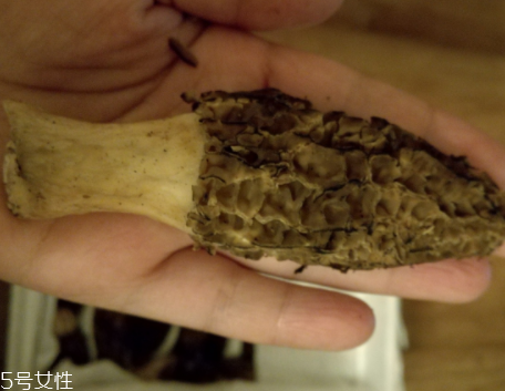 羊肚菌是怎么長出來的？