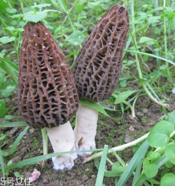 羊肚菌是發(fā)物嗎？羊肚菌屬于發(fā)物嗎？