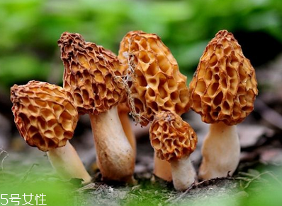 羊肚菌是發(fā)物嗎？羊肚菌屬于發(fā)物嗎？