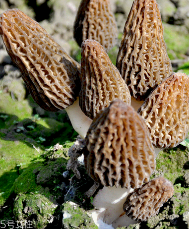 羊肚菌是什么顏色？羊肚菌是什么樣的