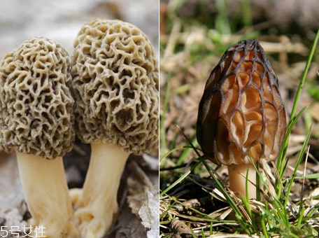 羊肚菌是什么顏色？羊肚菌是什么樣的