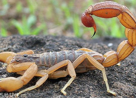 蝎子多少錢一斤2018 蝎子的藥用價值 蝎子多少錢一斤2018 蝎子的藥用價值