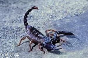 蝎子多少錢一斤2018 蝎子的藥用價值 蝎子多少錢一斤2018 蝎子的藥用價值